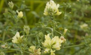 Beneficios de la alfalfa forrajera