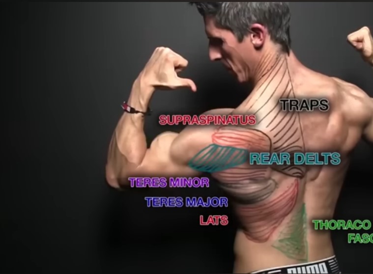 Espalda en V hombres